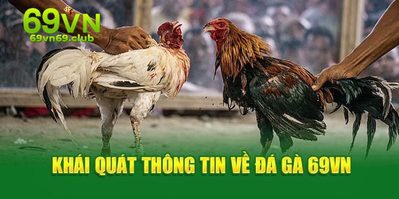 Sảnh đá gà với đông đảo hội viên tham gia cực lôi cuốn