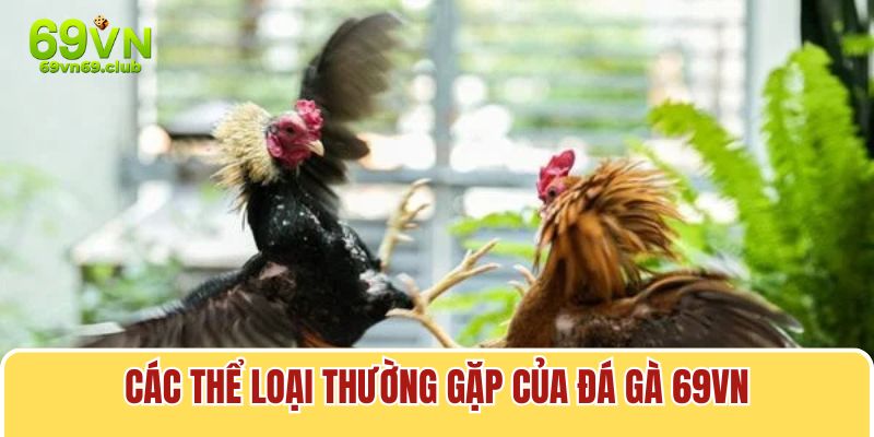 Bạn có thể tùy ý lựa chọn thể loại đá gà mà bạn yêu thích