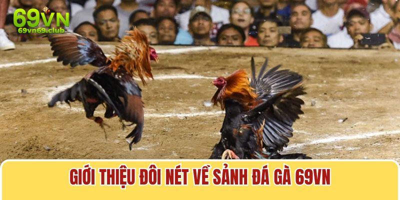 Đá gà 69VN thu hút hàng triệu người theo dõi trên toàn cầu