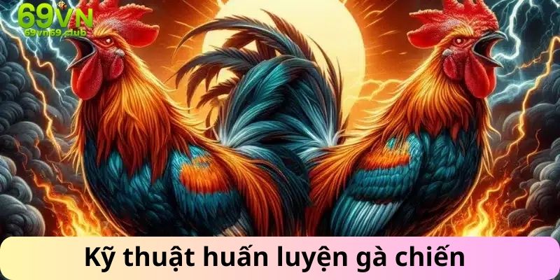 Kỹ năng huấn luyện gà chiến đấu