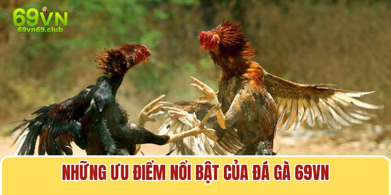 Với nhiều ưu điểm nổi bật, sảnh đá gà hứa hẹn sẽ ngày một phát triển